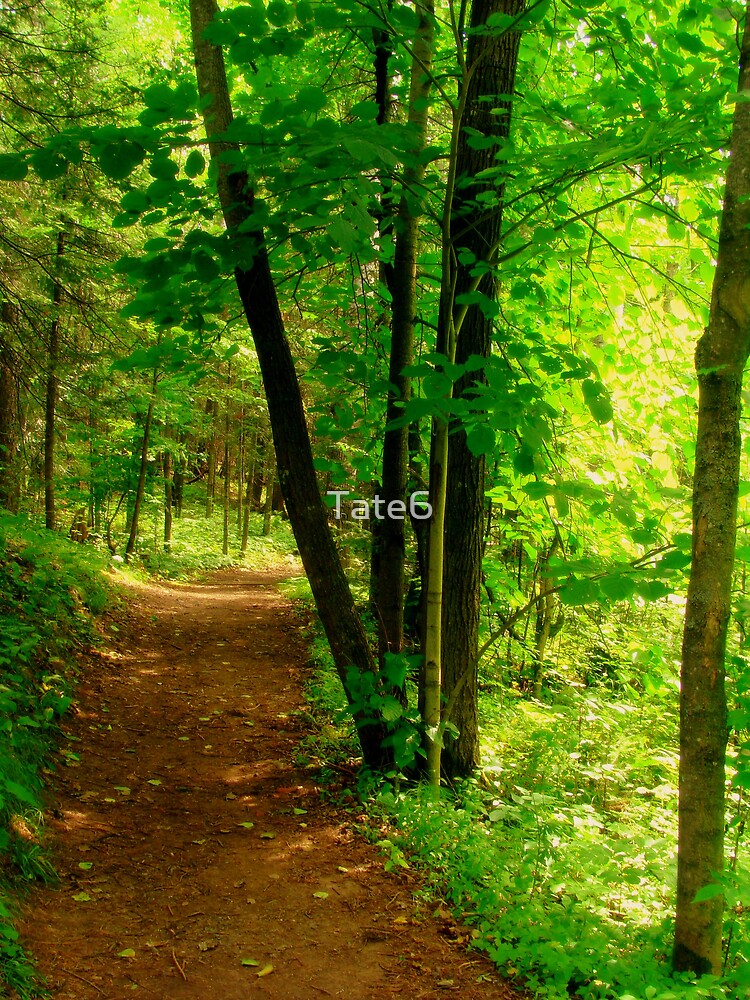 Your Path by Tate6