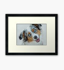 Blue-Eyed Dog Framed Print