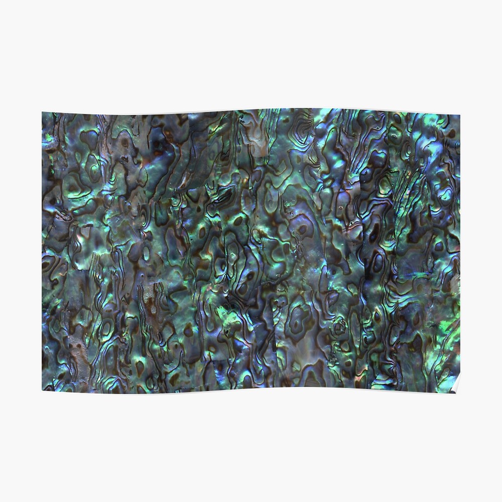 Abalone Shell | Paua Shell | Seashell Patterns | Sea Shells | Natural | Poster