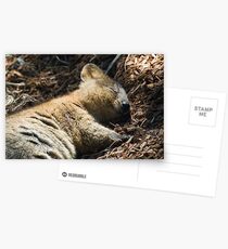 Quokka Dreaming Postcards