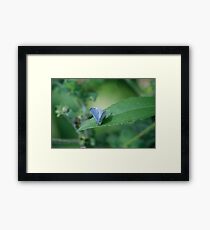 Holly Blue Framed Print
