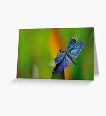 Dragon Fly Insect Dragonfly Greeting Card