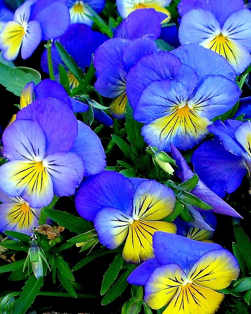 “Pansies - Blue and Yellow” by Dana Roper | Redbubble