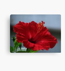 Painted Hibiscus Canvas Print