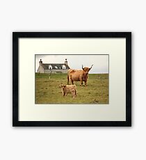 Highland cow and calf Scotland Framed Print