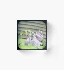 Hosta La Vista Acrylic Block