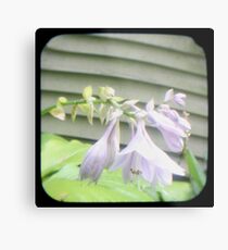 Hosta La Vista Metal Print