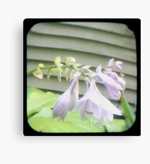 Hosta La Vista Canvas Print