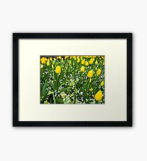 Yellow Tulips Framed Print