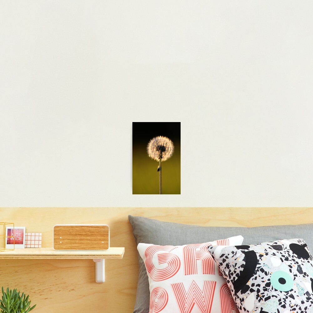 Dandelion Sunset Photographic Print