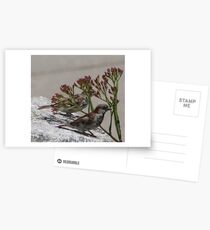 Birds Postcards