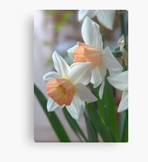 Delicate Daffodils Canvas Print