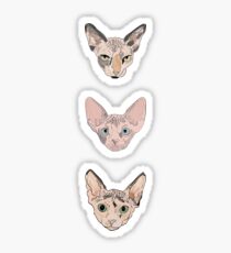 the sphynxes Sticker