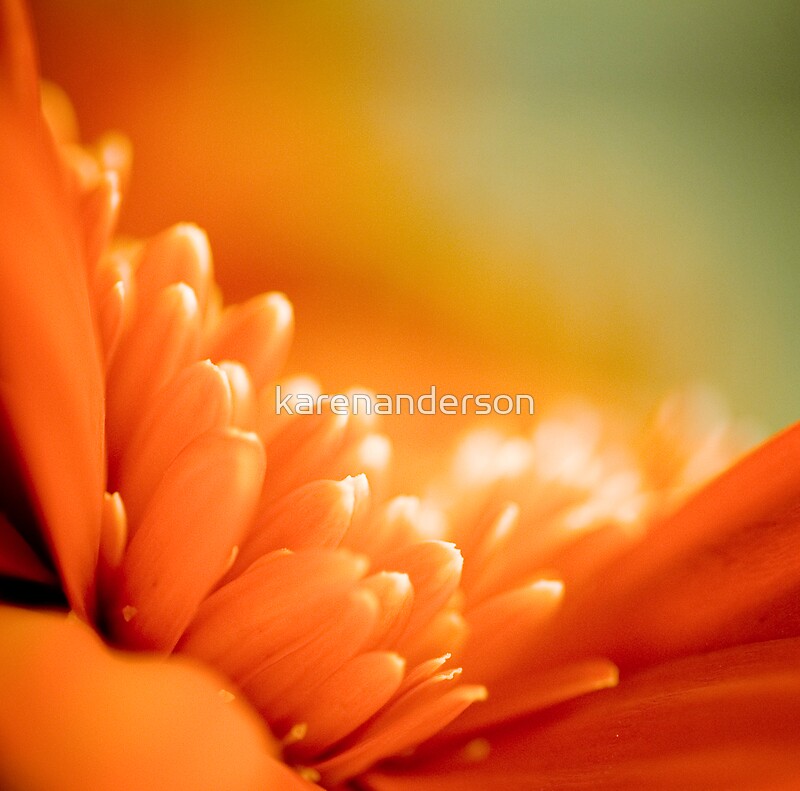 "~ When the light shines ~" by karenanderson | Redbubble
