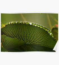 Lily pad Poster