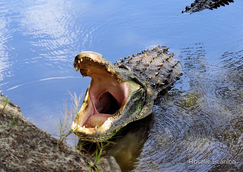 alligator growl