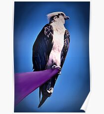 Osprey Poster