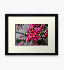 flower Framed Print