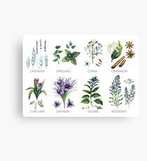 Watercolor botanical collection of herbs and spices Canvas Print