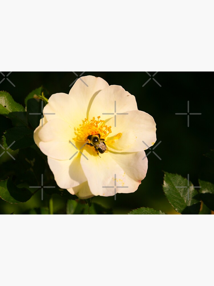 Bee & Rose by debfaraday
