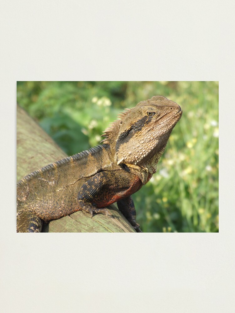 Alternate view of Water Dragon Photographic Print