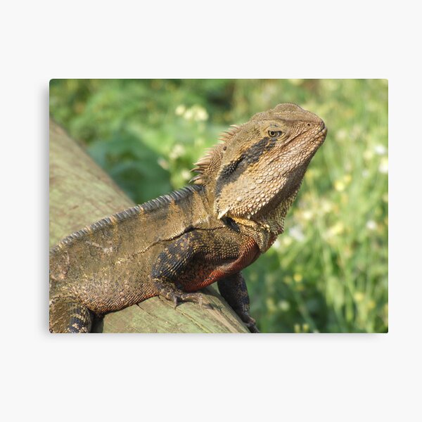 Water Dragon Canvas Print