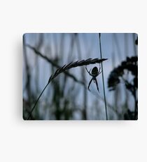 Wasp spiders come to the Island Canvas Print