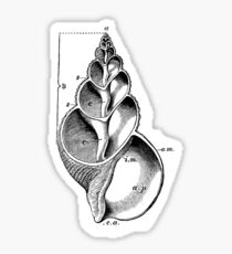 Fibbonaci Shell Sticker