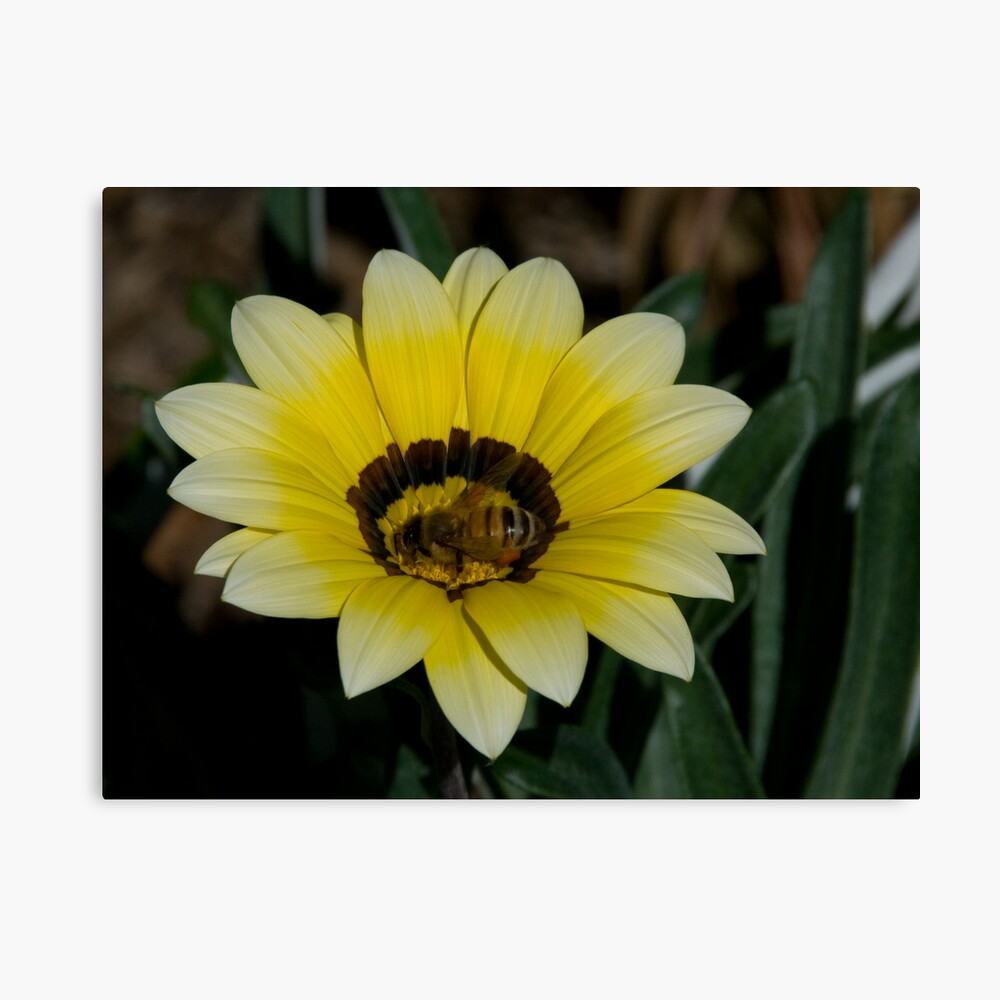 Bee Me Canvas Print