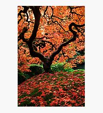 Eden II Photographic Print