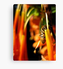 Grumble Bee Leinwanddruck