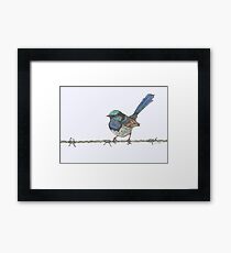 Superb Fairy Wren Framed Print