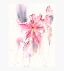 Lily Photographic Print