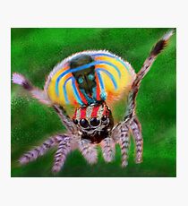 Peacock Jumping Spider Photographic Print