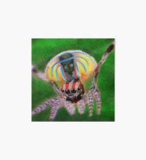 Peacock Jumping Spider Art Board Print