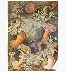 Actiniae - Art Forms of Nature Poster