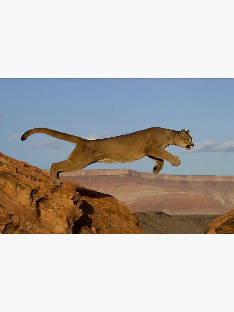 cougar jumping line art cougar jumping line art