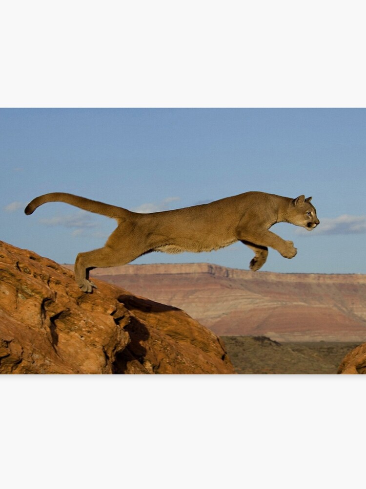 puma montaña puma montaña