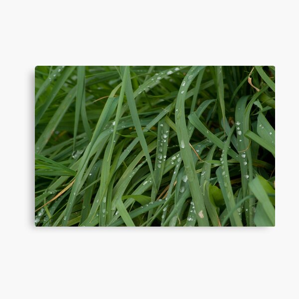 Now the Rain Has Gone Canvas Print