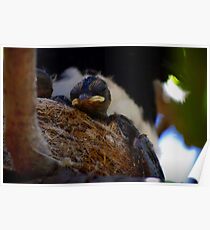 Beauty sleep Poster