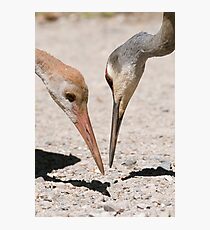 sandhill cranes Photographic Print