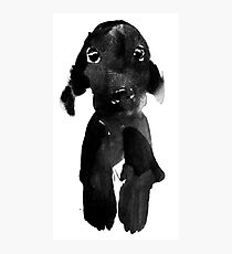 black dog Photographic Print