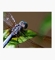 Perched Photographic Print