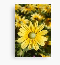 Yellow Mellow Canvas Print