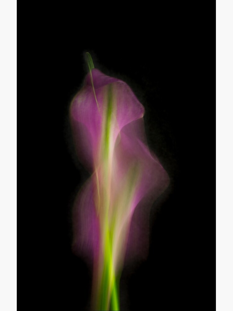 Abstract Purple Calla Lily on Black Background by AhUmDesign