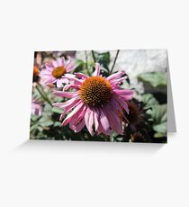 Bright Purple Coneflower....... Greeting Card