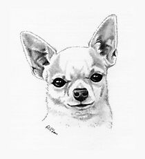 Proud champion smoothcoat chihuahua! Photographic Print