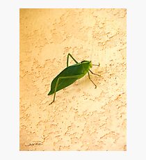 Green Creature Photographic Print