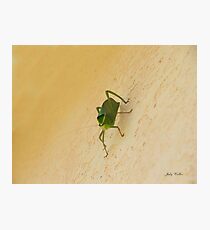 Green Creature 2 Photographic Print