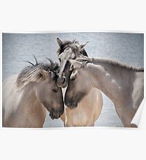 Wild Horses Poster